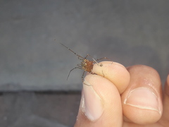 Discocyrtus testudineus