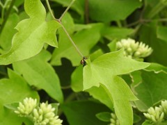Horciasinus argentinus