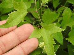 Horciasinus argentinus