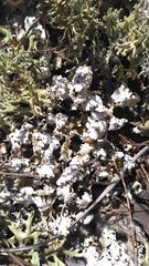 Cladonia prostrata