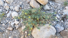 Camissoniopsis confusa