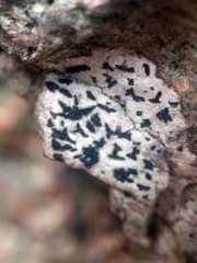 Alyxoria culmigena