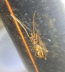 Stenhomalus taiwanus