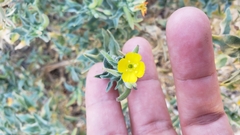 Camissoniopsis confusa