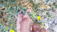 Camissoniopsis confusa