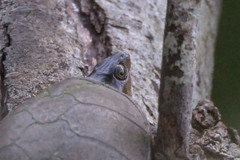 Kinosternon subrubrum subrubrum