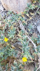 Camissoniopsis confusa