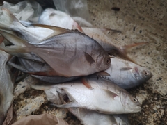 Trachinotus rhodopus