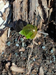 Podophyllum peltatum