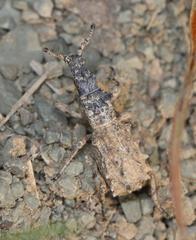 Microcerinae