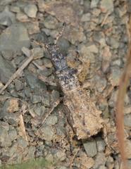 Microcerinae