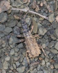Microcerinae