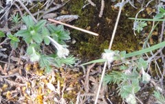 Helianthemum oelandicum