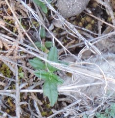 Helianthemum oelandicum