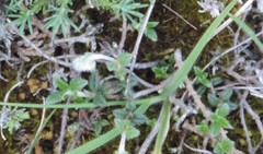Helianthemum oelandicum