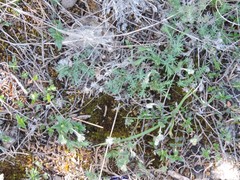 Helianthemum oelandicum