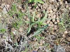 Leuzea conifera