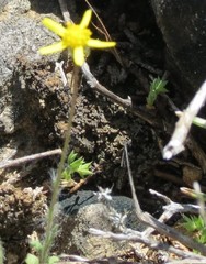 Jacobaea minuta
