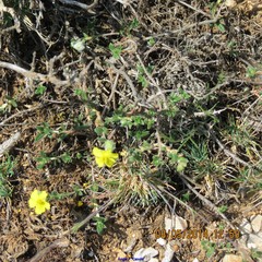 Helianthemum oelandicum