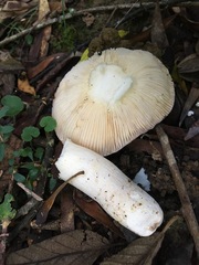 Russula iterika