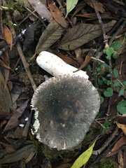 Russula iterika
