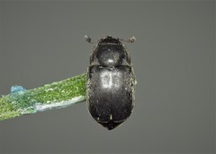 Nitidula nigra