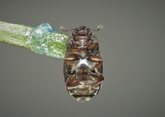 Nitidula nigra