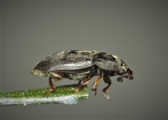 Nitidula nigra
