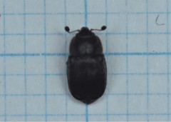 Nitidula nigra
