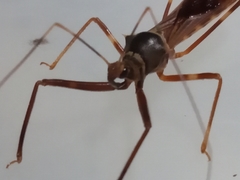 Isocondylus elongatus