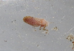 Aphalaroida pithecolobia