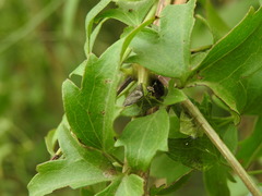 Kermana fucosa