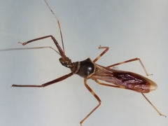 Isocondylus elongatus