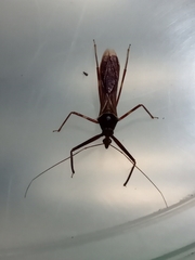 Isocondylus elongatus