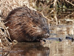 Ondatra zibethicus