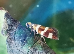 Micropterix ibericella