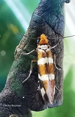 Micropterix ibericella