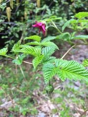 Rubus spectabilis spectabilis