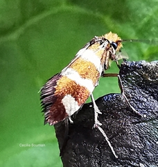 Micropterix ibericella
