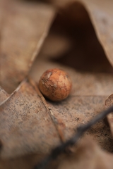 Cynips quercusfolii