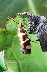 Micropterix ibericella