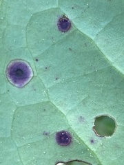 Wilsonomyces carpophilus