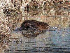 Ondatra zibethicus