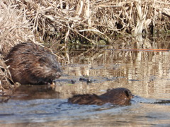 Ondatra zibethicus
