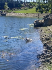 Anas platyrhynchos domesticus