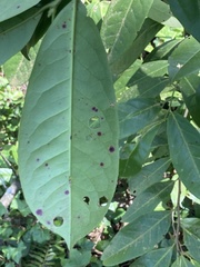 Wilsonomyces carpophilus