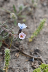 Alkanna sieberi