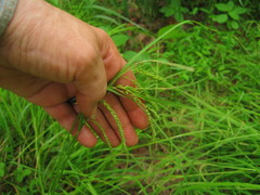 Carex debilis