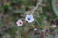 Alkanna sieberi
