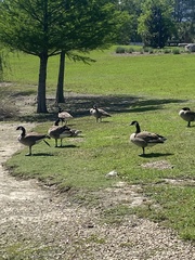 Branta canadensis